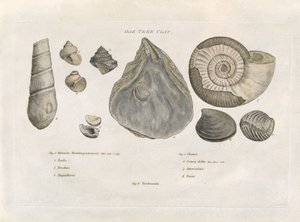 Oak Tree Clay Fossils, illustration fra 